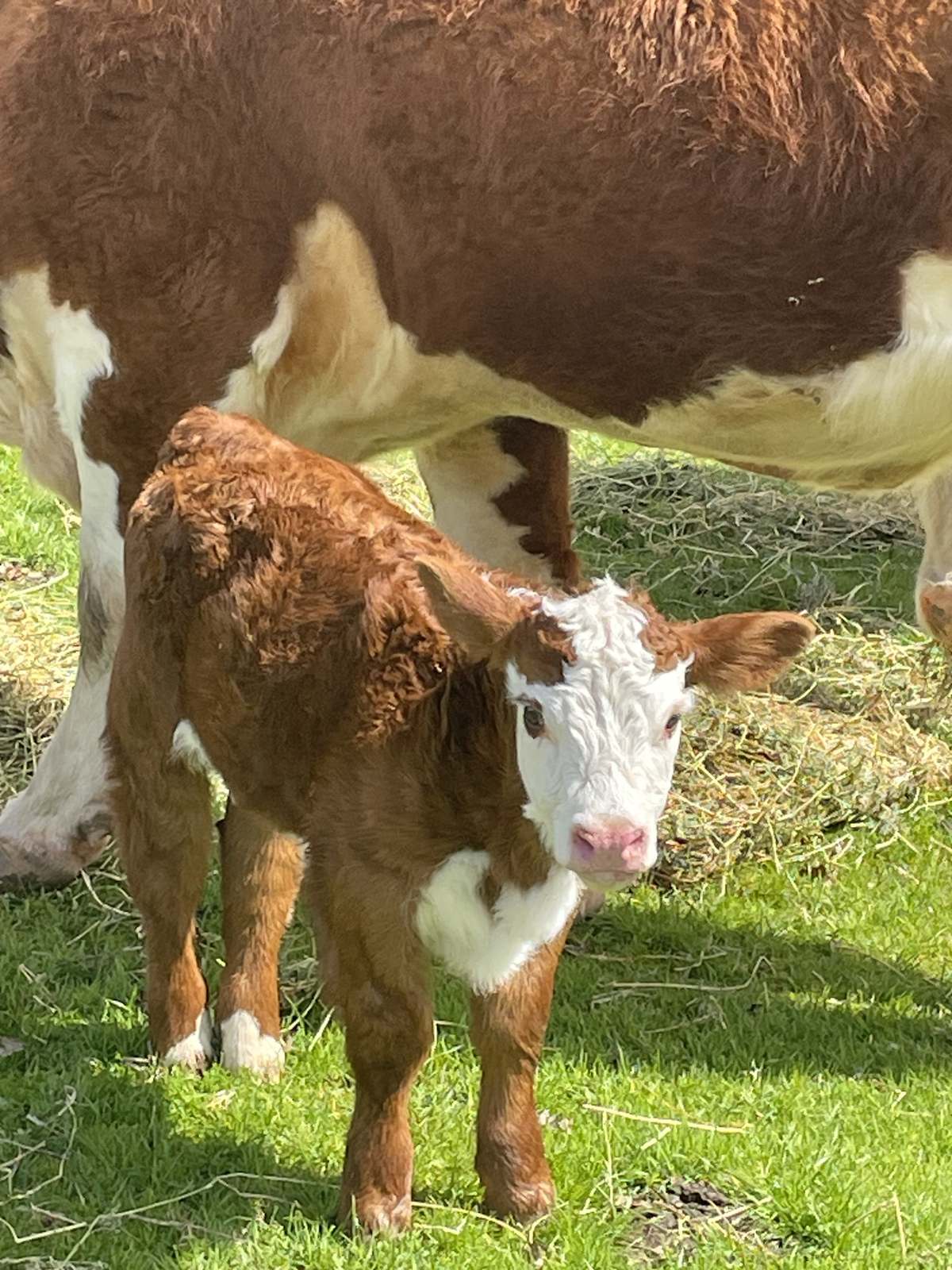 White-faced Hereford calf