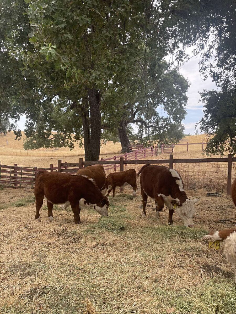 Herd waiting in the corral