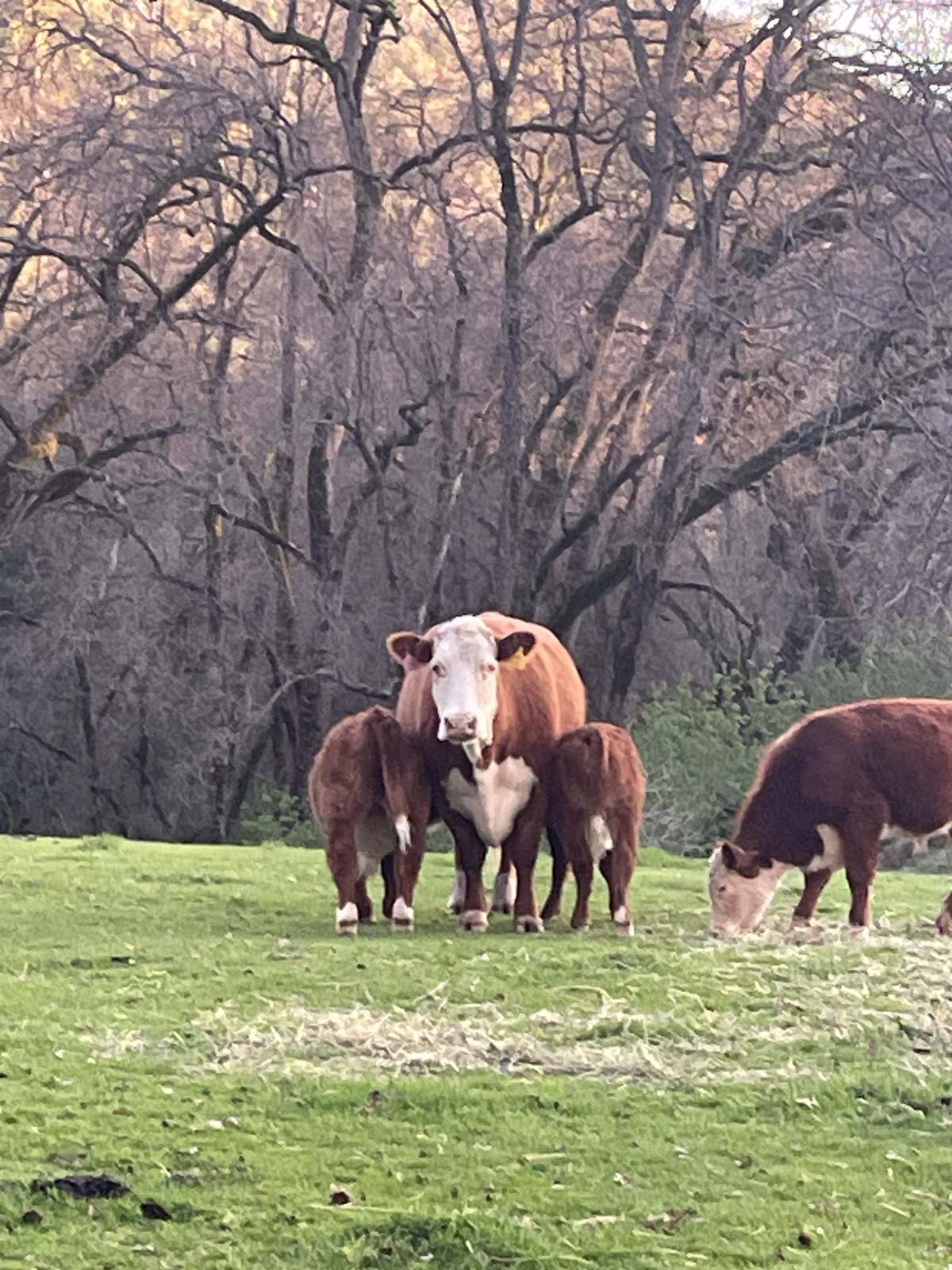 Hereford herd in spring pasture