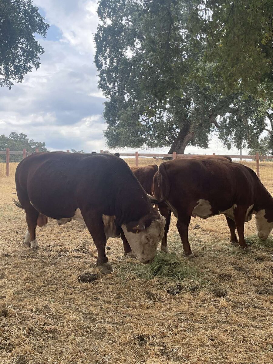 Two Herefords in the corral