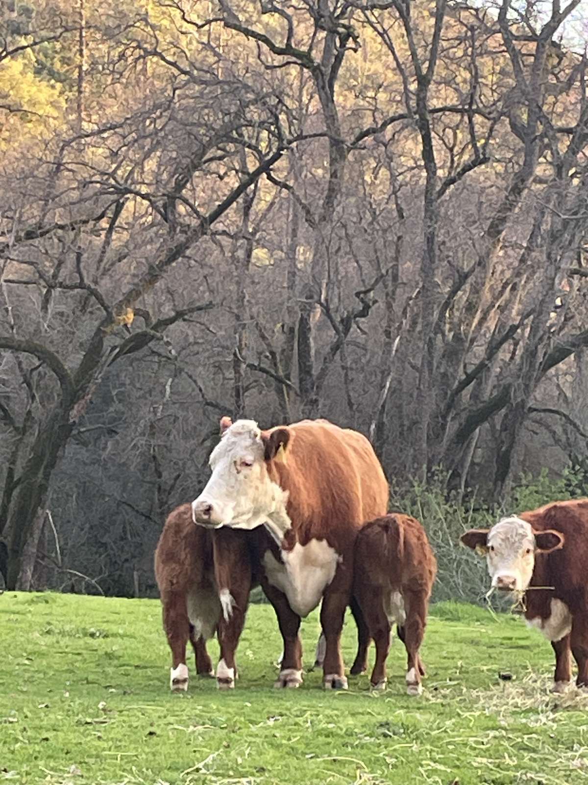 Hereford bull at Summers Ranch