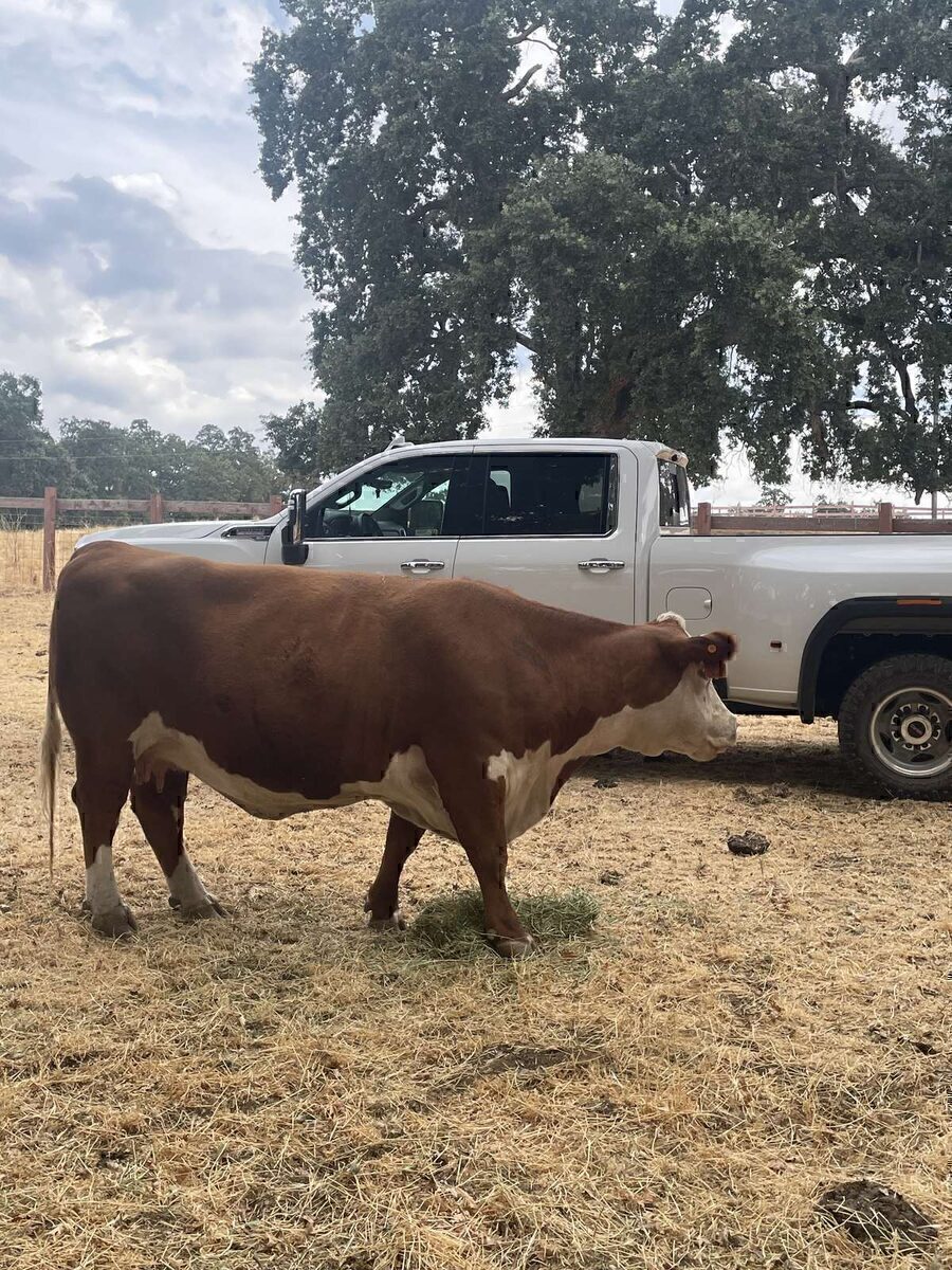 Hereford next to the ranch truck