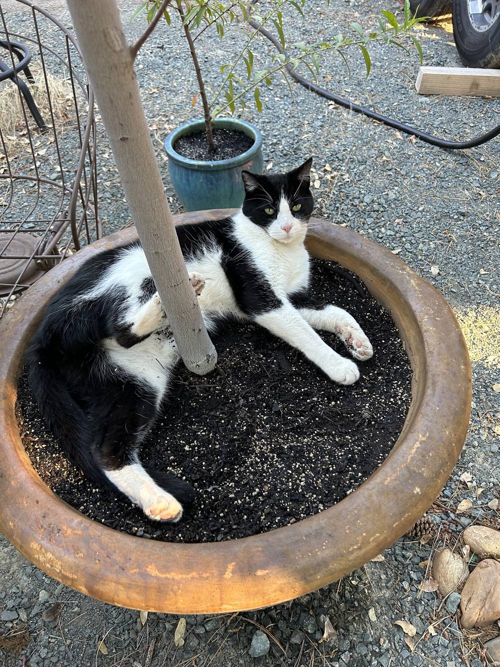 The ranch cat lounging in a planter