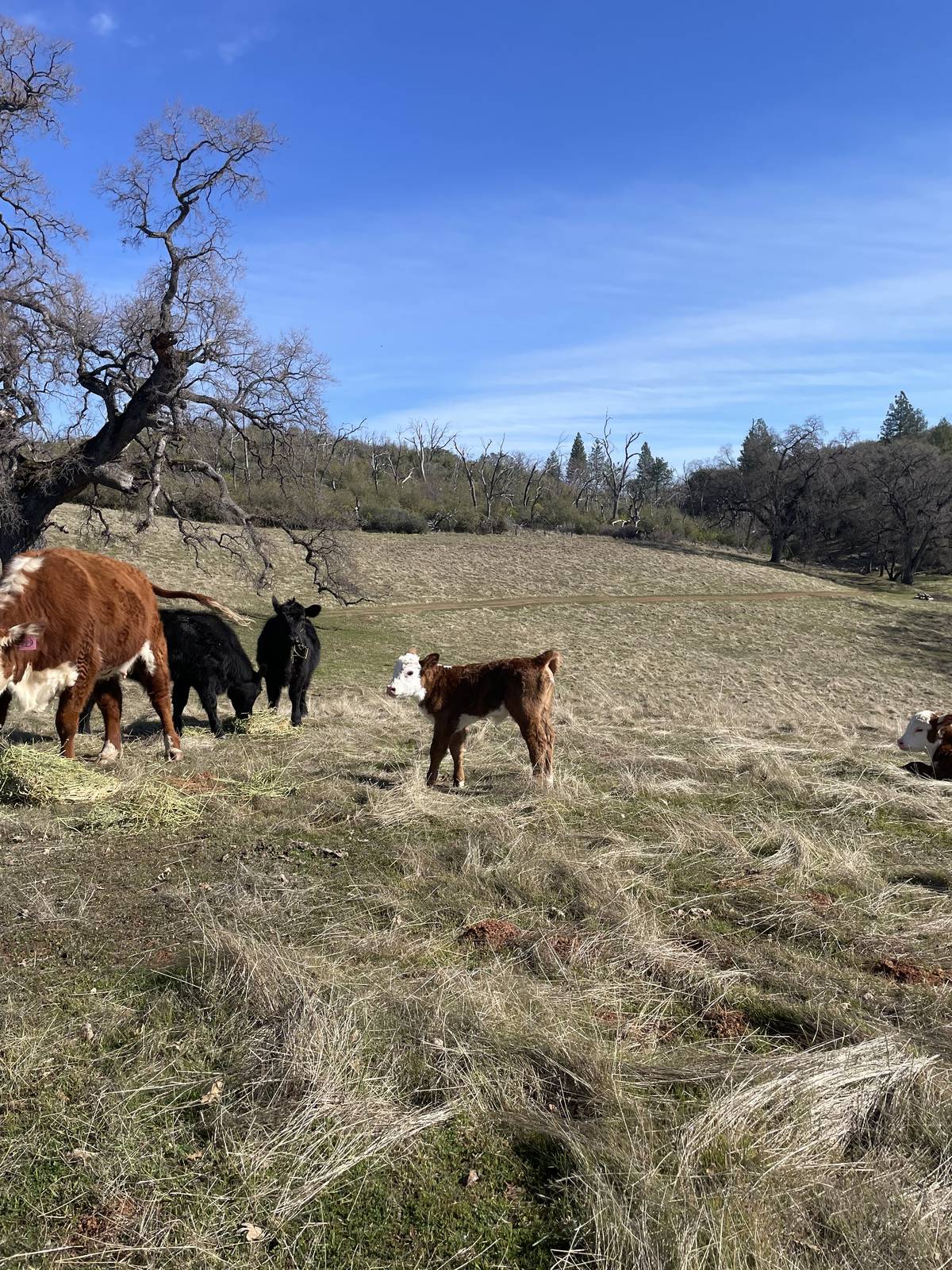Mixed herd in winter pasture