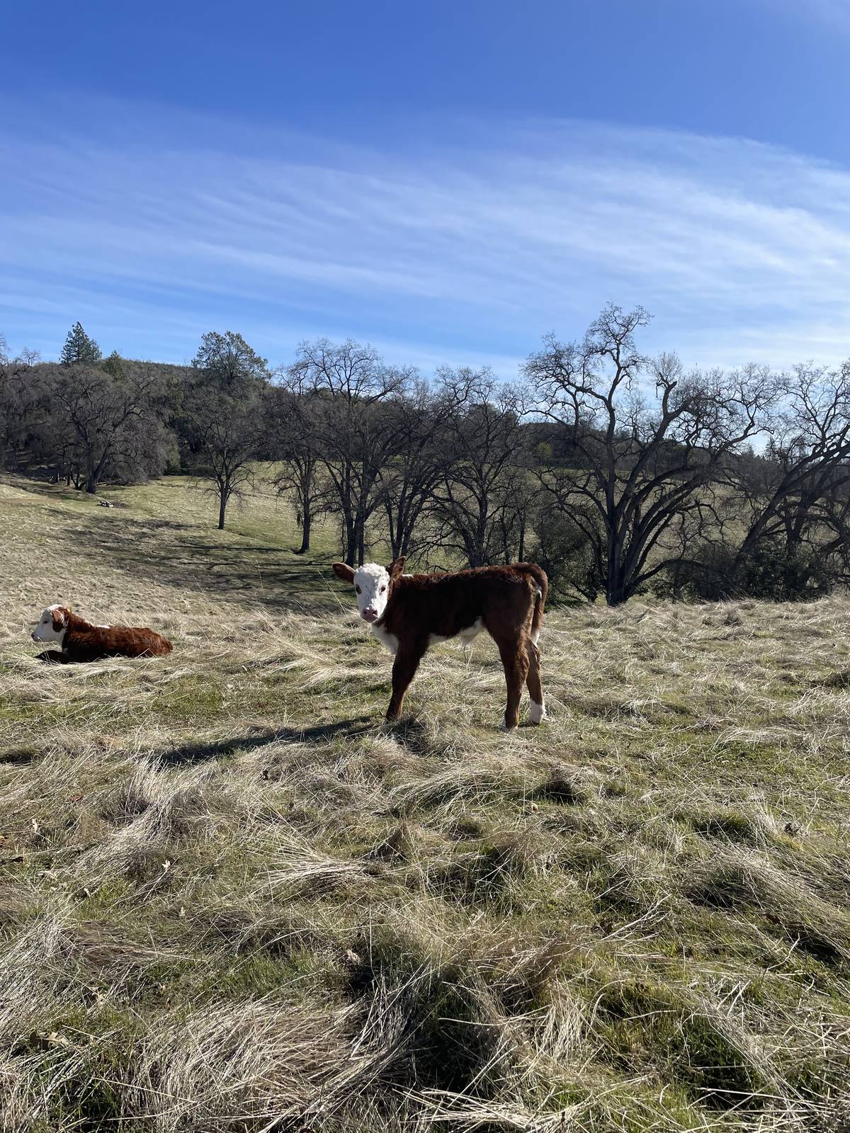 Summers Ranch pasture with Herefords under a blue sky