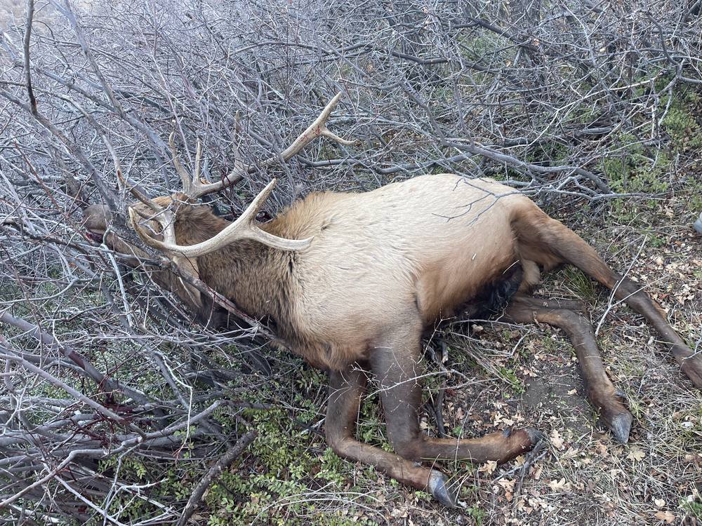 Bull elk from the annual hunt